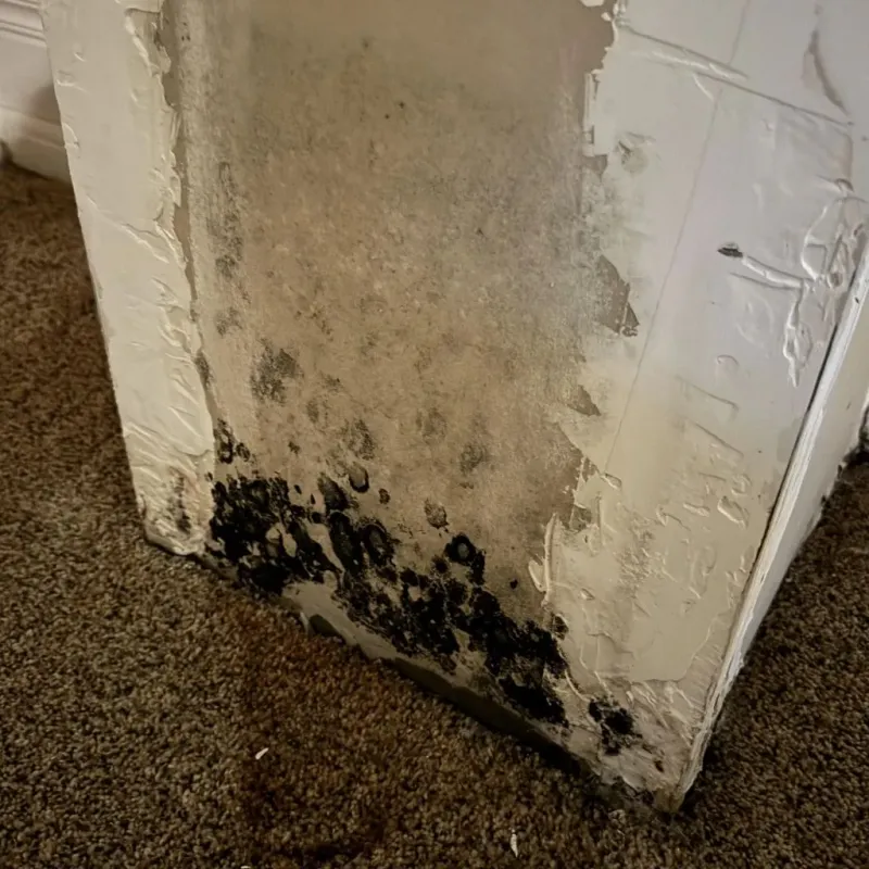 Professional Mold Removal in Mulvane, KS